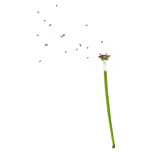 Dandelion PNG-12868